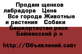 Продам щенков лабрадора › Цена ­ 20 000 - Все города Животные и растения » Собаки   . Башкортостан респ.,Баймакский р-н